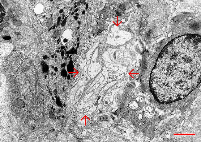 Fig. 5.23. Intestine nerve.gif