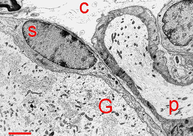 Fig. 5.19. Ganglion cell and process ensheathed by satellit.gif