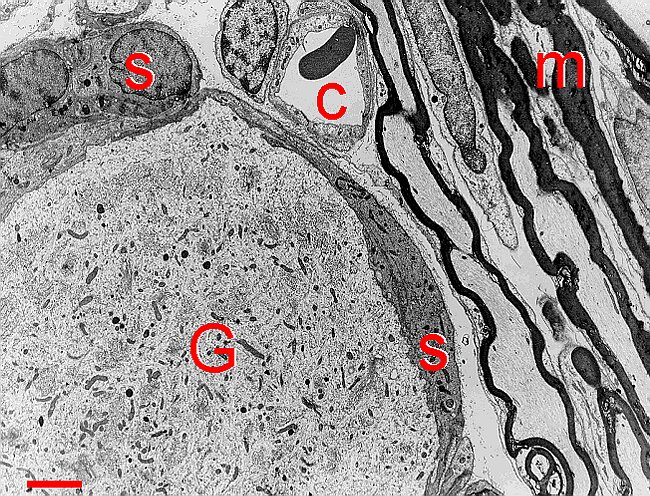 Fig. 5.18. Ganglion cell ensheathed by satellite cells.gif