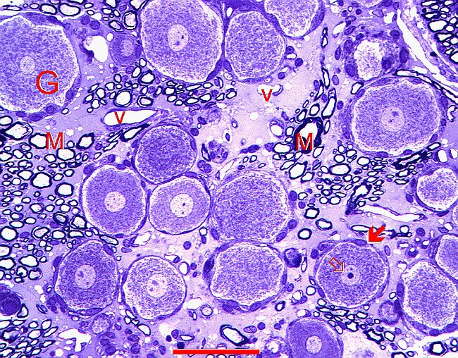 Fig. 5.17. Trigeminal ganglion neurons in semithin section.gif